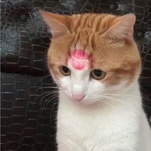 Meet your Posher, Chloe